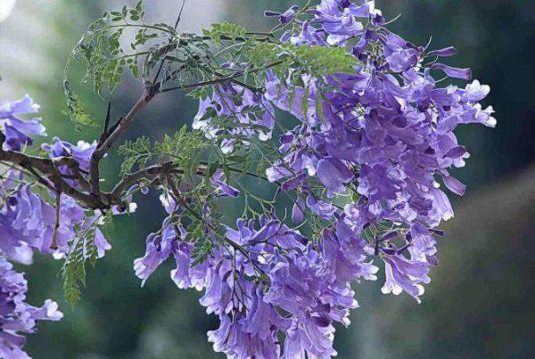 适合做人名的植物名