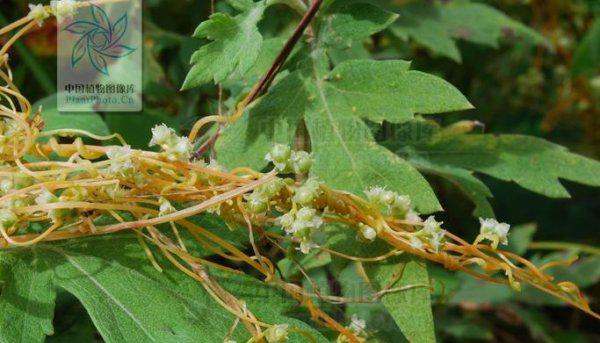 适合做人名的植物名