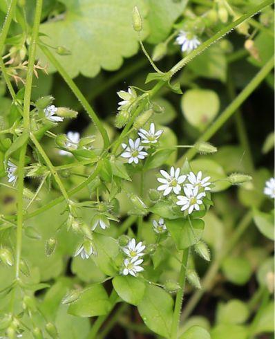 适合做人名的植物名