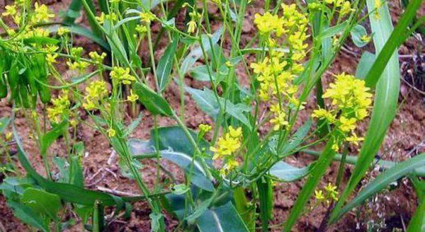 适合做人名的植物名