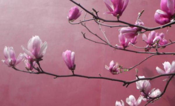 适合做人名的植物名