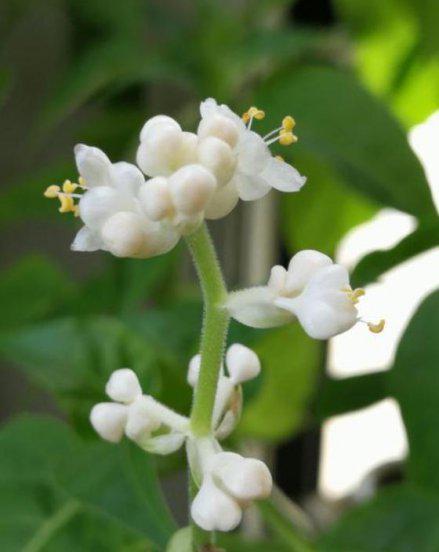 适合做人名的植物名