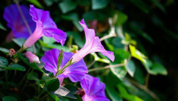 适合做人名的植物名