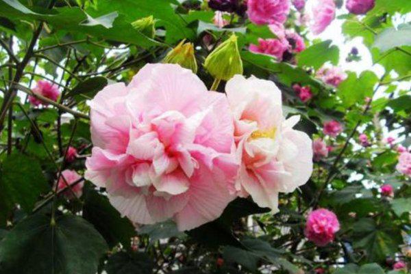 适合做人名的植物名