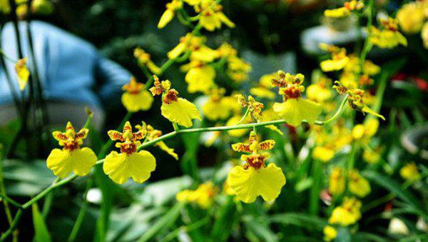 适合做人名的植物名