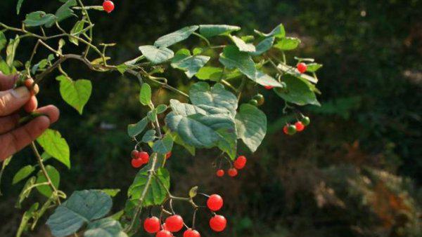 适合做人名的植物名
