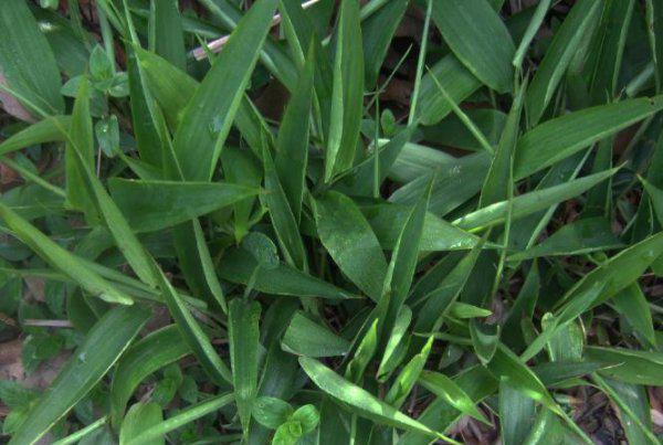 适合做人名的植物名