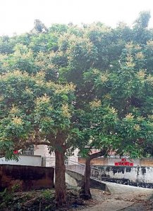 蜜蜂飞进家里预示什么 在风水上蜜蜂飞进家里代表什么