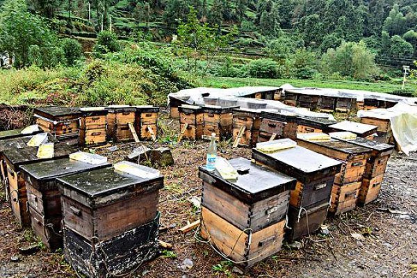 蜜蜂飞进家里预示什么