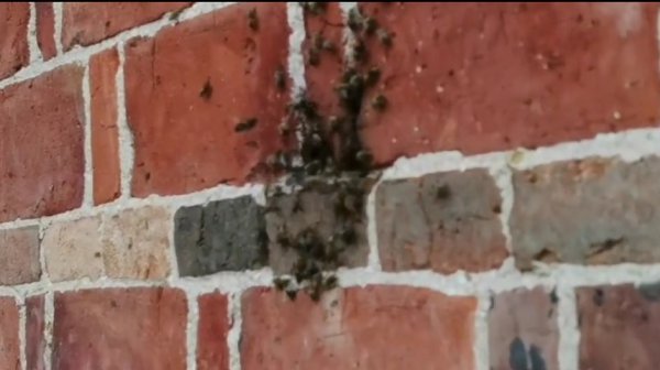 蜜蜂飞进家里预示什么