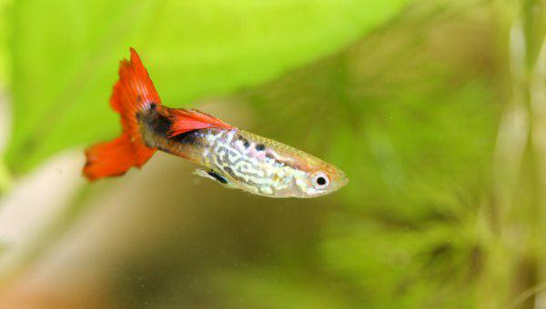 孔雀鱼怀孕多久生小鱼