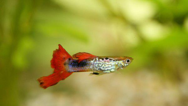 孔雀鱼怀孕多久生小鱼