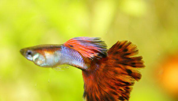 孔雀鱼怀孕多久生小鱼