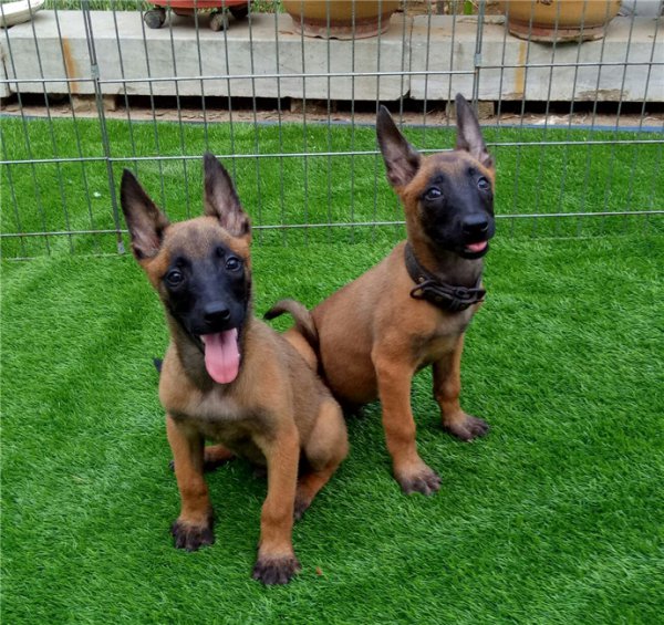 为什么马犬不合适家养