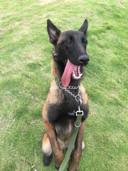 为什么马犬不合适家养