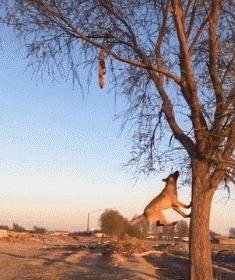 为什么马犬不合适家养