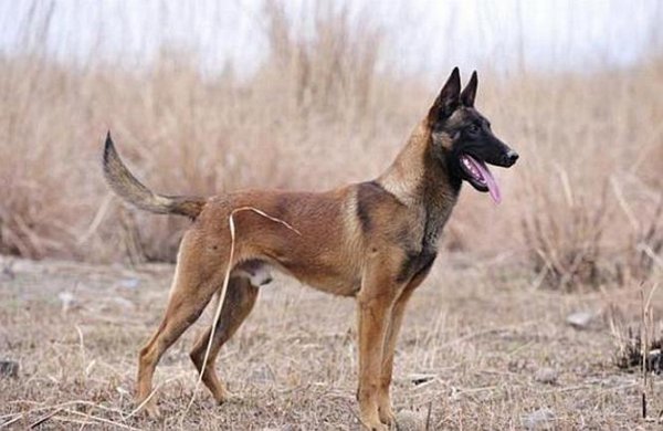 为什么马犬不合适家养