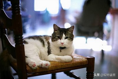 猫为什么知道人将死亡 猫咪真的能预知人的死亡吗