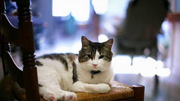 猫为什么知道人将死亡