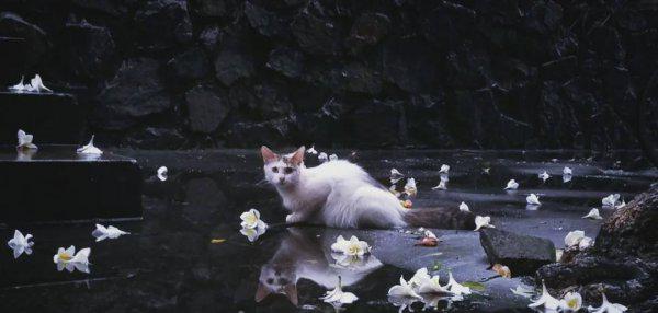 猫为什么知道人将死亡