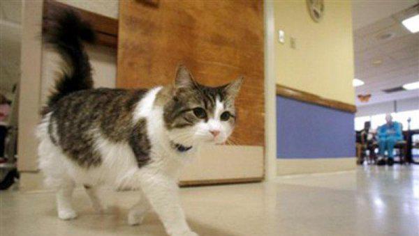 猫为什么知道人将死亡