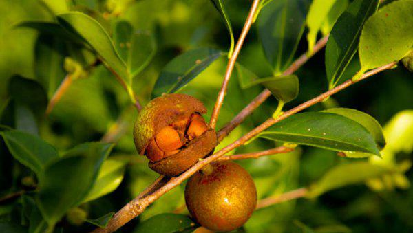 洗面奶和沐浴露可以洗头吗