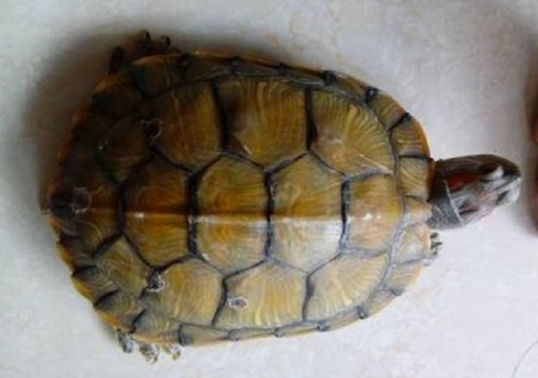 乌龟的寓意和象征