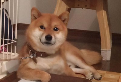 柴犬养多久才会对主人有感情 到家需要几天开始认主人