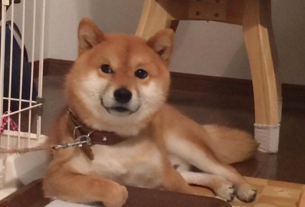 柴犬养多久才会对主人有感情