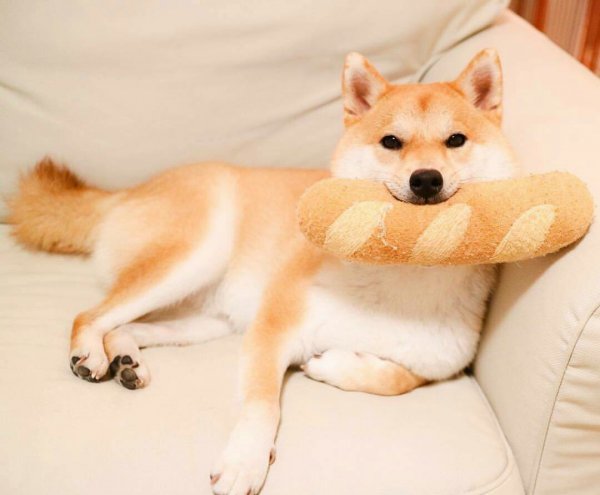 柴犬养多久才会对主人有感情