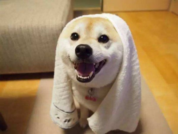 柴犬养多久才会对主人有感情