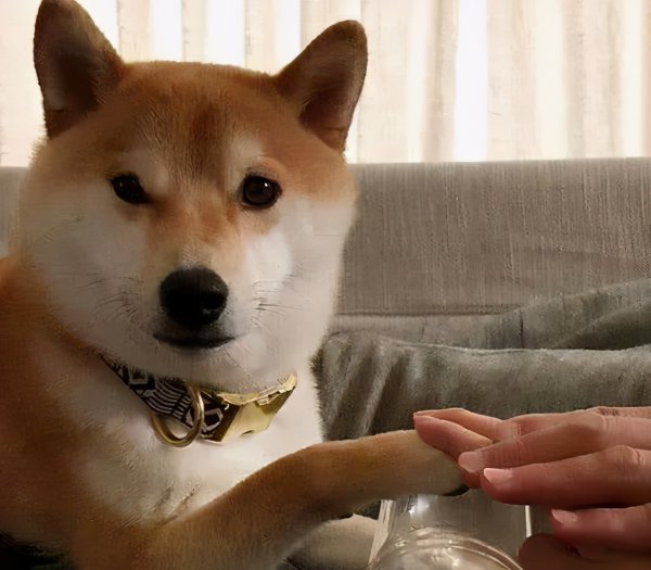 柴犬养多久才会对主人有感情