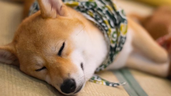 柴犬养多久才会对主人有感情