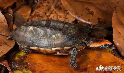 什么乌龟好养又好看 怎么选择适合自己的宠物乌龟