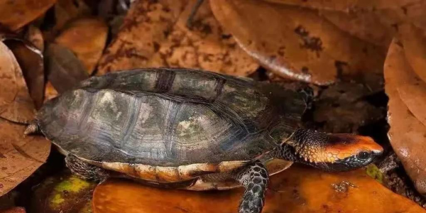 什么乌龟好养又好看