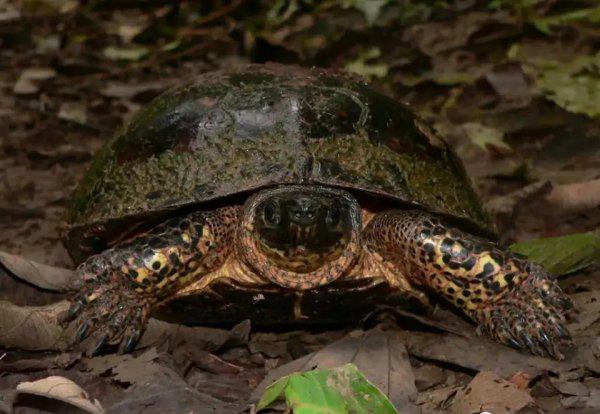 什么乌龟好养又好看