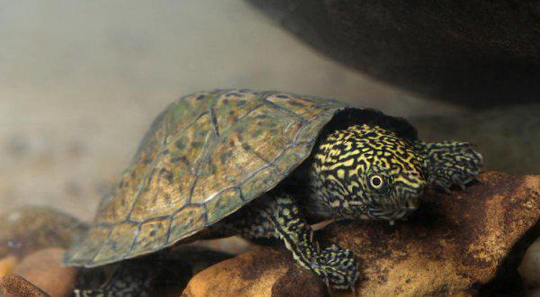 什么乌龟好养又好看