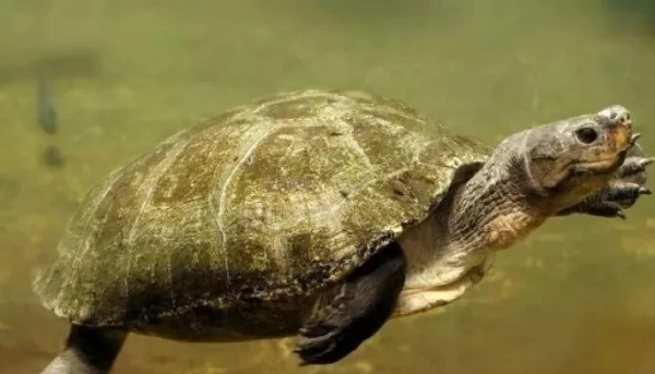 什么乌龟好养又好看