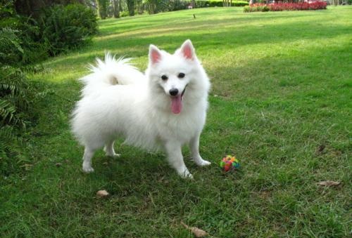 银狐犬智商排第几名