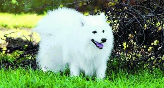 银狐犬智商排第几名