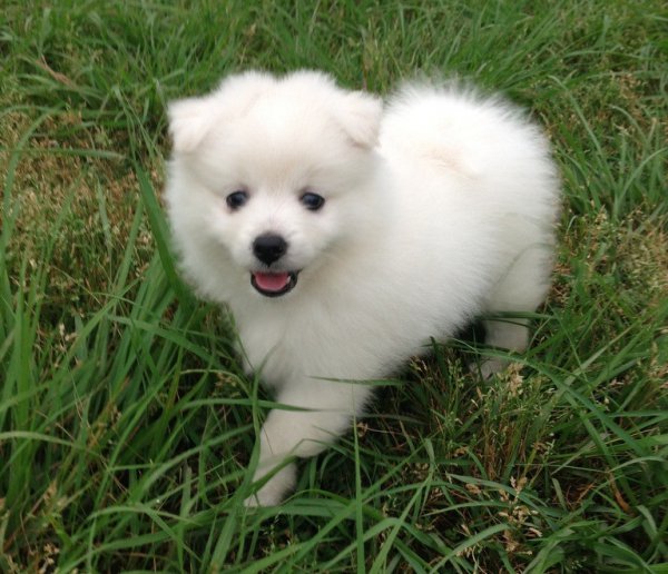 银狐犬智商排第几名