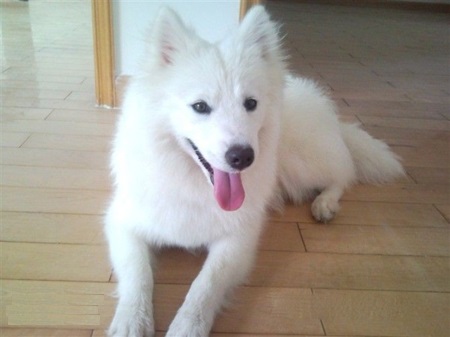 银狐犬智商排第几名