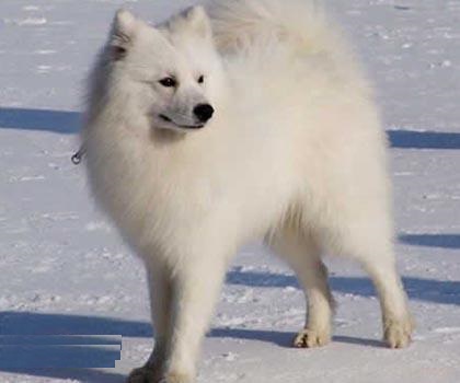 银狐犬智商排第几名