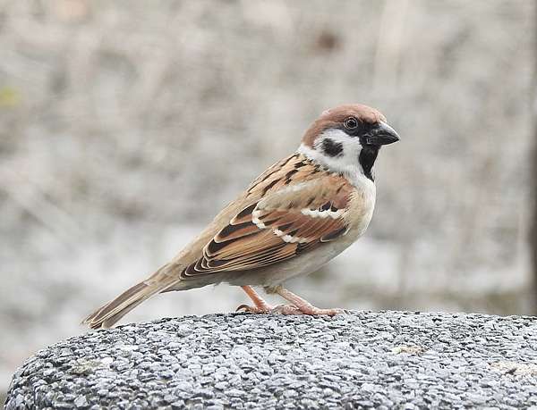 鸟的寿命一般是多久