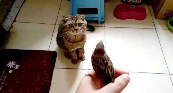 鸟的寿命一般是多久