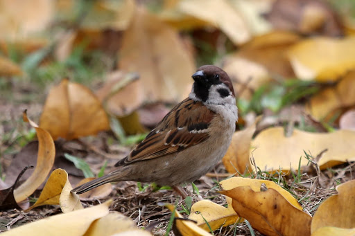 鸟的寿命一般是多久