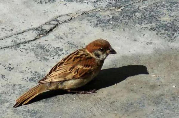 鸟的寿命一般是多久