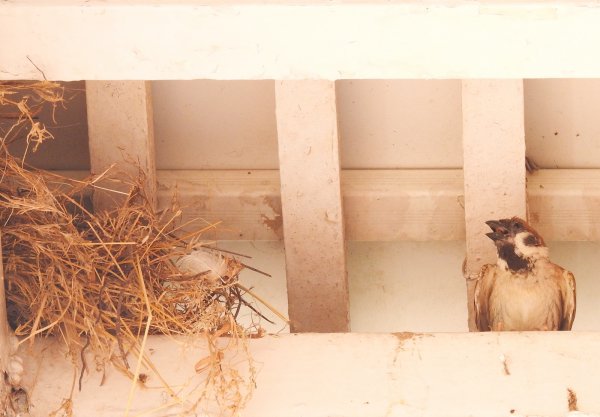 鸟的寿命一般是多久