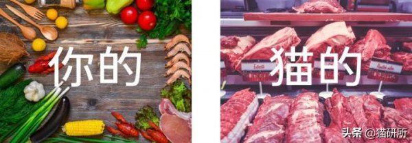 为什么猫咪感受不到甜味