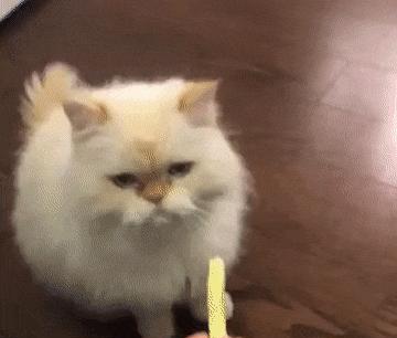 为什么猫咪感受不到甜味